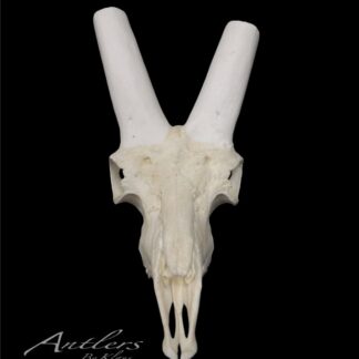 A white Ibex Skull with two long, cylindrical horns is displayed against a black background. The Antlers by Klaus logo appears in the lower left corner.