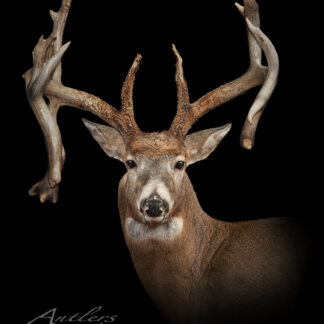 The Illinios Drop Tine Buck features a white-tailed deer with wide, irregular antlers posed against a black background. The image is professionally studio-lit, highlighting the unique shape and multiple points of its impressive rack.