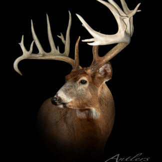 A mounted Illinois Pickup white-tailed deer with large antlers is displayed against a solid black background, highlighting its details. The Antlers by Klaus logo is visible in the lower right corner.