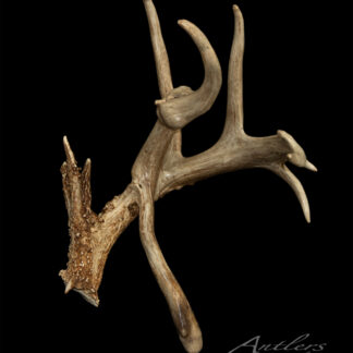 A uniquely shaped, multi-branched deer antler titled "Iowa Phantom 1st year--Leftside" is set against a solid black background. The antler displays unusual curves and points, with “Antlers by Klaus” in cursive at the bottom right corner.