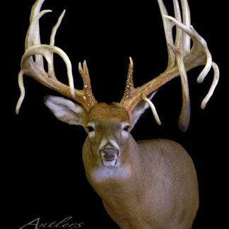 The Iowa Phantom Sheds mount features large, uniquely-shaped whitetail antlers with multiple points and striking curves, all displayed against a black background for a dramatic effect.