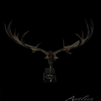 Facing front view of the Irish Elk Miniature Main sold by Antlers by Klaus