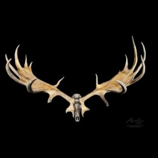 The Irish Elk features large, brown and cream-colored antlers attached to a skull, showcased against a solid black background.