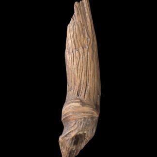 The Twisted Driftwood 14” features a weathered, ridged surface and pointed tip, displayed vertically against a solid black background.
