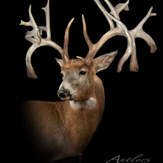A taxidermy mount of the J.D. Andrews Buck, featuring an unusually large and intricate set of antlers, is displayed against a solid black background with “Antlers by Klaus” in the bottom right corner.
