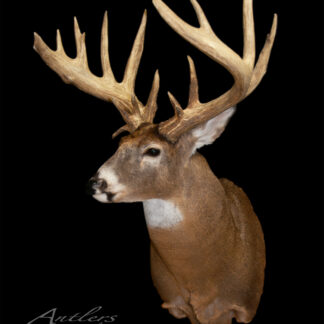 Taxidermy mount of the J.D. Woods Buck, a large white-tailed deer with wide, multi-point antlers against a black background. "Antlers by Klaus" appears at the lower left.