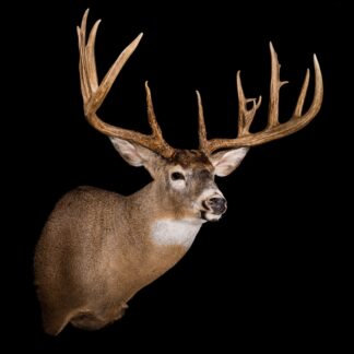 The Knud Jensen Buck, a mounted taxidermy deer head with impressive antlers and brown fur, is showcased against a solid black background.
