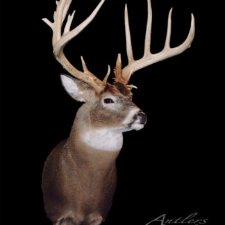 A mounted Jim Baker Buck deer head with large, branched antlers is displayed against a solid black background, facing slightly right. "Antlers by Klaus" appears in white script at the bottom right corner.