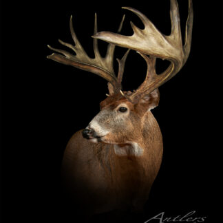 The Haroldson Buck, a mounted deer with large, wide antlers, is displayed against a black background. Facing slightly right, it showcases its impressive antler spread and detailed fur texture.