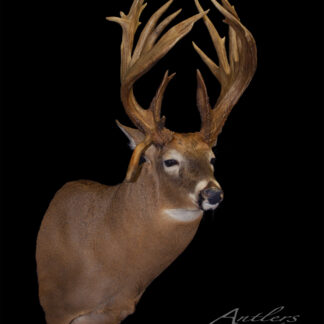 Franz Buck is a taxidermy mount of a white-tailed deer with large, intricate antlers and includes the head and upper neck, displayed against a black background. "Antlers By Klaus" appears in the bottom right corner.