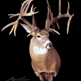 A mounted Joe Waters Buck deer head with wide, multi-tined antlers is shown against a black background. "Antlers by Klaus" appears in the bottom left corner.