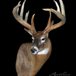 The "John Esch Sheds" features a mounted deer head with large, branching antlers against a solid black background. The deer has brown fur, a white neck, and a dark nose, captured in a realistic and lifelike style.