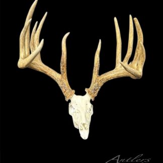 The Johnny King Miniature features a realistic deer skull and antlers with multiple long, textured tines on a solid black background. “Antlers by Klaus” is shown in the bottom right corner.
