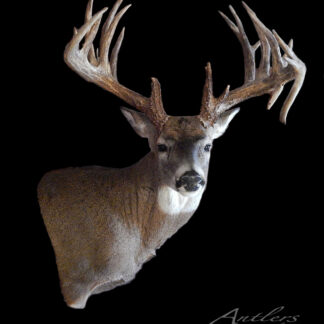 The Matt Johnson Buck, featuring large multi-pointed antlers, rich brown fur, and distinct white facial markings, is displayed against a black background.