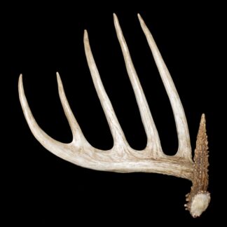 The Kansas King Shed, a single six-point deer antler in light brown with a rough, knobby base, is displayed against a solid black background.