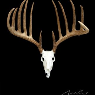 The Kansas King Miniature features a large white deer skull with broad brown antlers, each side displaying multiple long tines, showcased against a solid black background.