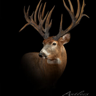 A mounted Steve Kapay Buck with large, intricate antlers is displayed against a black background, facing slightly left to highlight the impressive antlers. "Antlers by Klaus" appears in the bottom right corner.