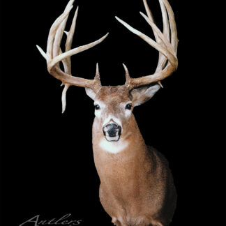 The Kim Boes Buck, a mounted deer head with tall, intricate antlers and brown fur accented by a white chest and face, is displayed against a solid black background.
