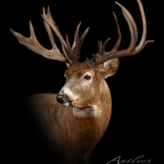 A studio portrait shows the Doug Kisamore Buck, a majestic white-tailed deer with intricate antlers, against a black background. The image displays the signature Antlers by Klaus in the lower right corner.