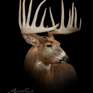 A deer with impressive, large, and symmetrical antlers is shown against a black background. The lighting highlights the detail of the antlers and fur. The logo "John Klucky Buck" appears at the bottom.