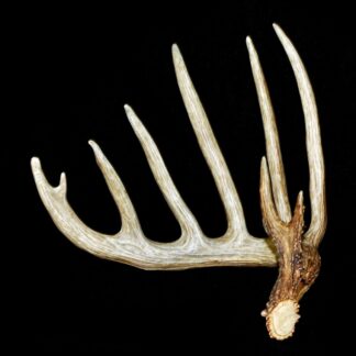 Knifehandle I left by Ralph Kempf is displayed against a solid black background, showcasing its single antler form with six distinct tines, a rough brown base, and smoother, lighter points.