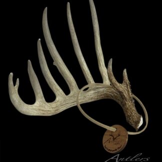 Front view of the Knifehandle Shed Miniature Main sold by Antlers by Klaus