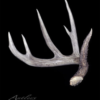 The Knisely Shed 2004, a large five-point deer antler with a textured, knobby base, is displayed diagonally against a black background, highlighting its detailed ridges and natural color variations.