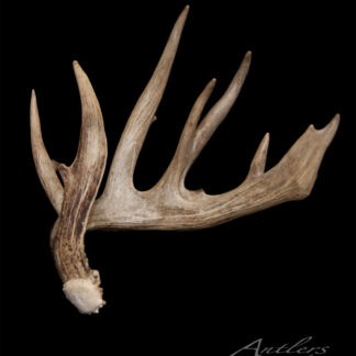 The Koberstein Left Shed, a light brown deer antler with multiple pointed tines and a textured surface with white at the base, is displayed against a solid black background. "Antlers by Klaus" appears in the bottom right corner.
