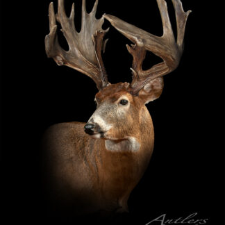 The Kopp Buck Sheds are displayed against a black background, highlighting their unusually large, wide, and asymmetrical antlers reminiscent of a white-tailed deer facing slightly right. The lighting accentuates the fur and impressive antlers.