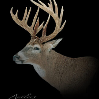 A large white-tailed deer, the "Christmas Tree Buck," with striking antlers stands against a solid black background. A copyright watermark reads Antlers by Klaus.
