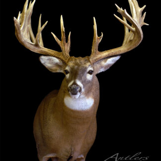The Kyle Simmons Buck taxidermy mount features a large whitetail deer with wide, multi-point antlers, displayed against a black background. The deer faces forward with "Antlers by Klaus" in the corner.