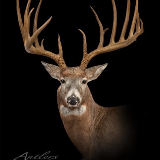 A white-tailed deer with large, symmetrical antlers is shown against a black background. The image showcases the impressive size and detail of the Frederick Kyress Record Typical. "Antlers by Klaus" appears in the lower left corner.