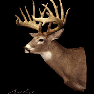 The Larry MacDonald Buck taxidermy mount features a large whitetail deer with impressive multi-point antlers, displayed against a black background. The image includes the Antlers by Klaus watermark in the lower left corner.