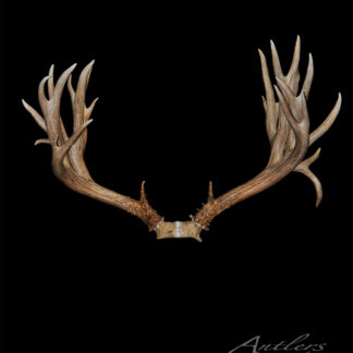 A large set of symmetrical Lancaster Mule Deer antlers with multiple tines is displayed against a solid black background, with "Antlers by Klaus" in the bottom right corner.
