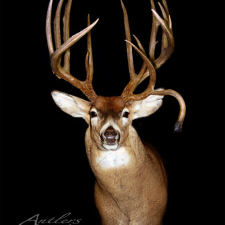 The Larry Lander Buck features a mounted deer head with large, multi-point antlers, including one distinctively curved downward. Set against a black background, the display highlights the animal and its unique antlers.