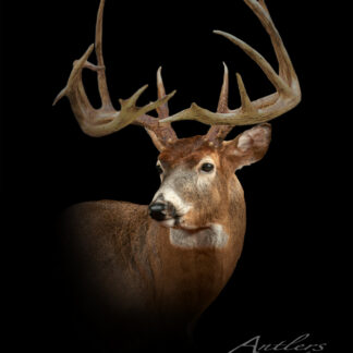 The Larry Lawson Buck, a mounted white-tailed deer with large branching antlers, is displayed against a black background with lighting highlighting its fur and antlers. The image is watermarked Antlers by Klaus in the corner.