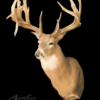 A taxidermy mount of the Mike Laux Buck, featuring impressive wide antlers, is displayed against a solid black background. The deer faces slightly left, with “Antlers by Klaus” labeled in the bottom left corner.
