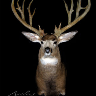 A taxidermy mounted deer with large, symmetrical antlers is displayed against a black background. The brown deer has a white chest, and the image is labeled Brad Lenconi Buck.