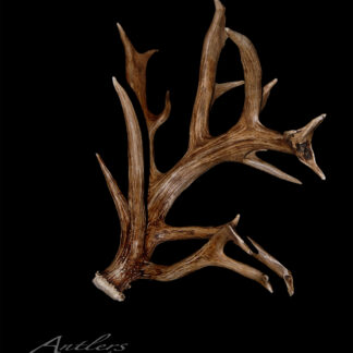 The Rene Leask Shed is a single brown deer antler with multiple tines and a textured, intricately branched surface, displayed on a black background with the Antlers by Klaus watermark in the lower left corner.