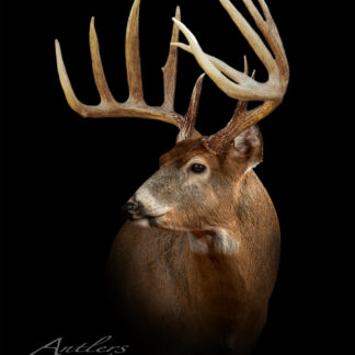 A white-tailed deer with large, symmetrical antlers stands in profile against a black background. Its detailed fur and antlers are highlighted. The image features the Lovecamp Sheds copyright watermark.