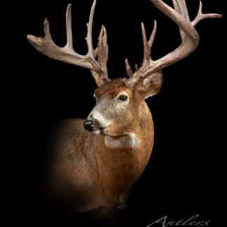 A detailed, realistic profile of the “Minnesota #1 Non Typical” whitetail deer with large antlers appears against a black background. “Antlers By Klaus” is displayed in the lower right corner. The deer’s head and neck are well-lit.