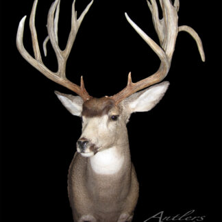The Manitoba Mule Deer taxidermy mount, featuring large branching antlers and brown and white fur, faces forward against a solid black background. The image displays a watermark that reads Antlers By Klaus.