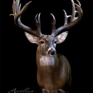 The Mark Hammer Buck features a mounted deer head with large, branching antlers displayed against a black background. Its light brown coat and distinctive white facial and neck markings give it a striking appearance.