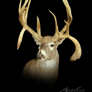 The Mark Owen Buck features a whitetail deer with large, uniquely shaped antlers, each with long, curved tines branching in various directions against a black background. "Antlers by Klaus" is signed in the lower right corner.