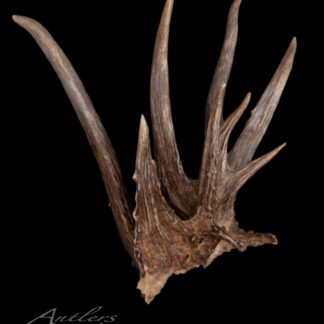 The Missouri Cluster Shed, a large, rugged brown antler with multiple pointed tines and textured detail, is displayed against a black background with the “Antlers by Klaus” logo in the lower left corner.