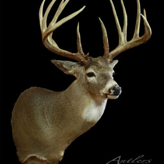 The McBride Buck is a mounted deer head with large, branching antlers set against a black background. Its fur is brown with a lighter underside, and there's an "Antlers by Klaus" watermark in the lower right corner.