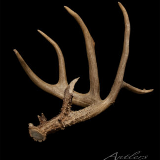 A single Menini Flyer Shed antler with multiple tines is displayed on a black background, featuring “Antlers by Klaus” text in the lower right corner.