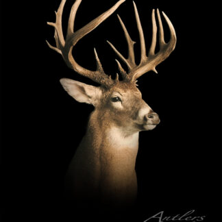 The Mike Langin Buck is pictured against a solid black background, showcasing its wide antlers and detailed fur, all brought to life by dramatic lighting.