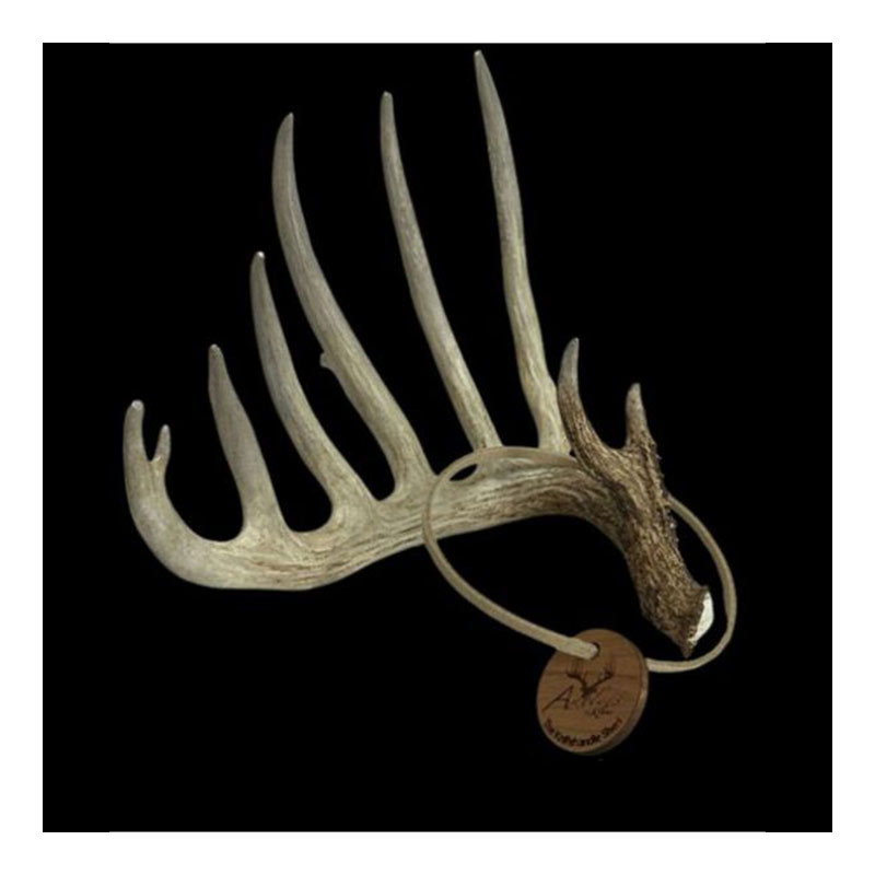 A large deer antler with multiple tines is displayed against a black background. A round wooden tag attached by a cord is looped around the antler base.