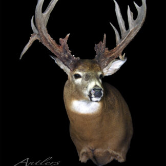 A taxidermy mount of the Missouri Log white-tailed deer with large, multi-pointed antlers is shown against a black background. The Antlers By Klaus logo appears in the lower left corner.